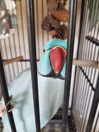 Close-up of parrot in cage