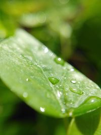 Close-up of water drops on plant leaves