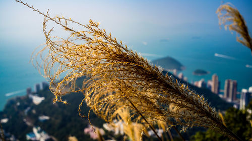 Close-up of dried plant against sea