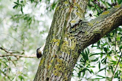 Low angle view of tree trunk