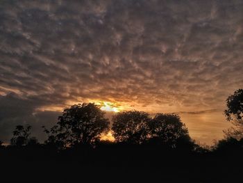 Silhouette trees against sky at night