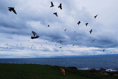 Seagulls flying over sea against sky