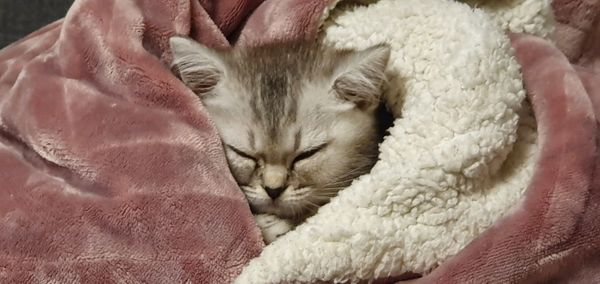 Close-up of cat sleeping