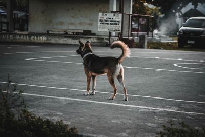 Dog standing on road in city