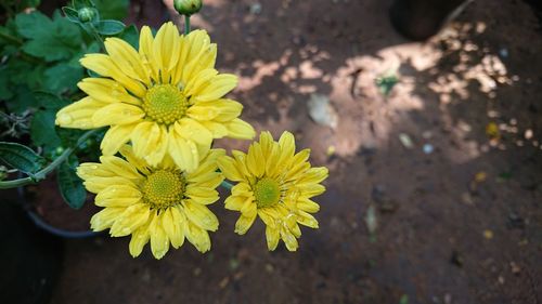 Close-up of yellow flowers blooming outdoors