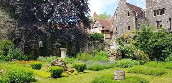 Trees and plants in park