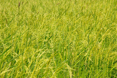 Full frame shot of wheat field