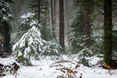 Snow covered trees in forest