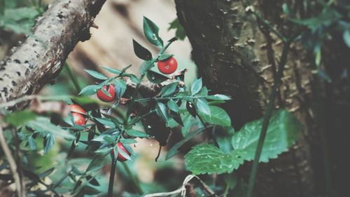 Close-up of berries on tree