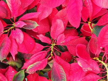 Close-up of pink leaves on plant