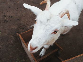 High angle view of goat