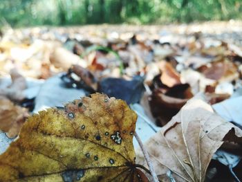 Close-up of dry leaves