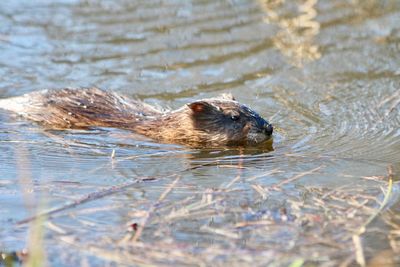 Close-up of beaver swimming in lake
