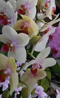 Close-up of pink flowers