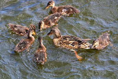 High angle view of duck swimming in lake