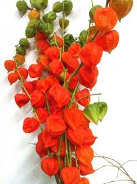 Close-up of red flower over white background