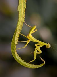 Little mantis on the leaf