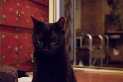 Portrait of black cat at home