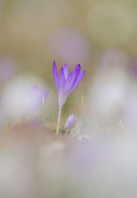 Close-up of purple crocus flower