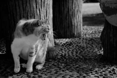 Close-up of cat standing by wooden post