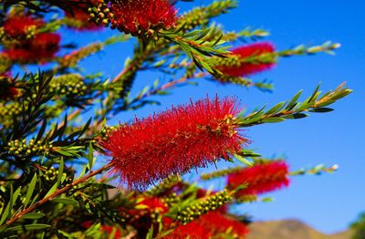 Low angle view of red plant against blue sky