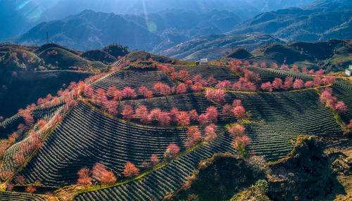 Aerial view of beautiful farms against sky