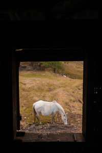 View of horse in ranch