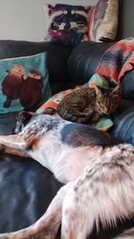 Close-up of dog at home