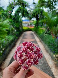 Close-up of hand holding pink flowering plant