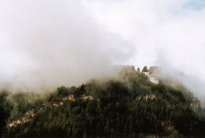 Trees in forest against sky