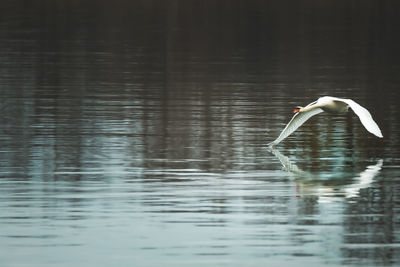 Side view of a bird flying over lake