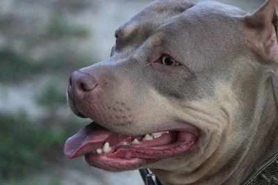 Close-up of dog looking away
