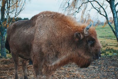 Lion standing in a field