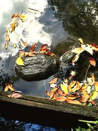 High angle view of koi carps swimming in pond