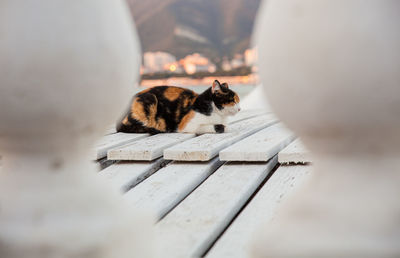 Tricolor cat on the background of the sea and city lights