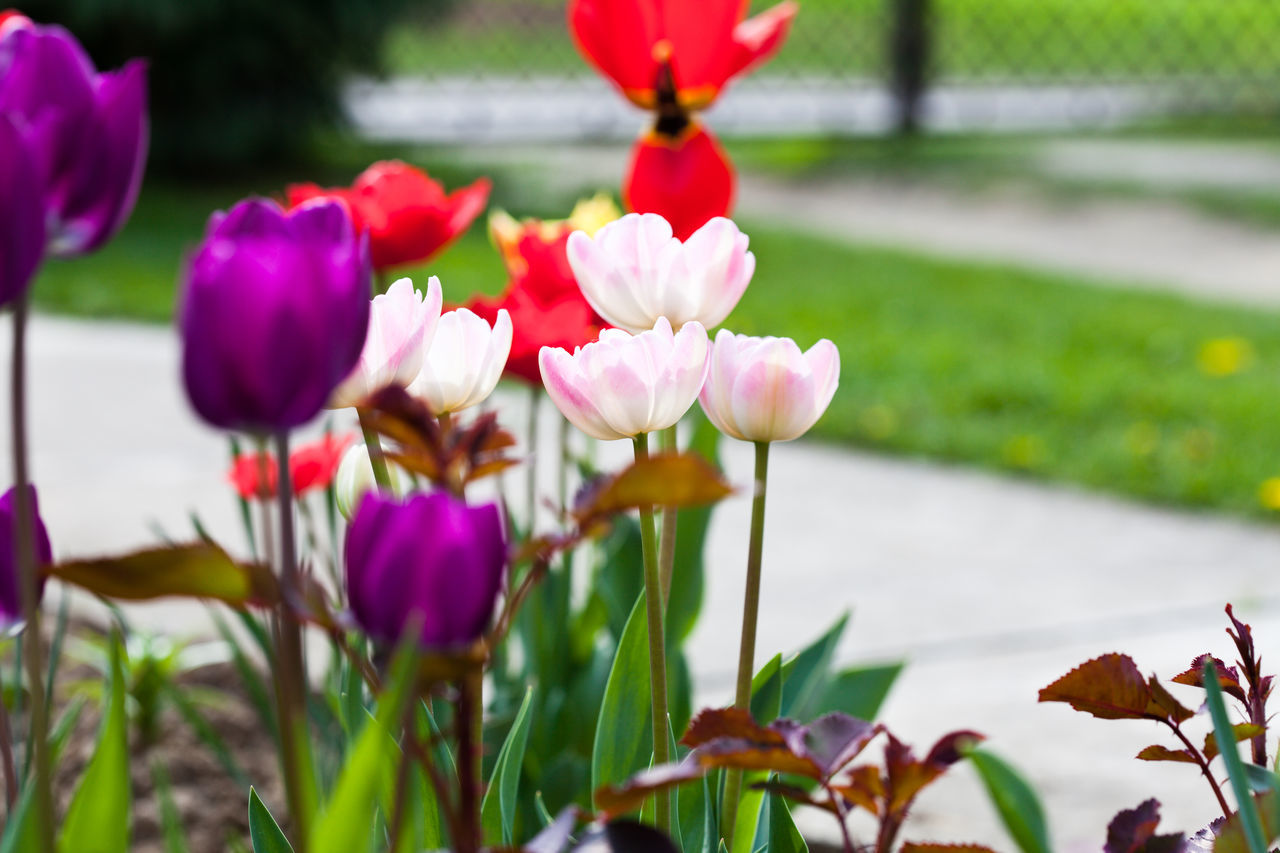 CLOSE-UP OF PINK TULIPS IN BLOOM