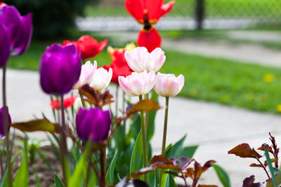 Close-up of pink tulips on plant