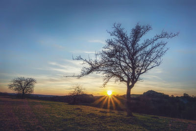 Bare tree on field against sky during sunset