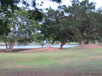 Trees on field