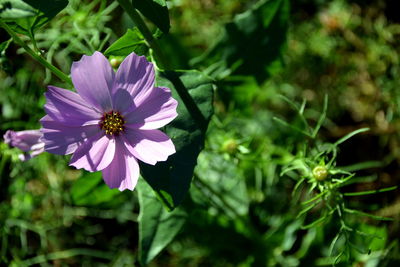 Close-up of purple flower