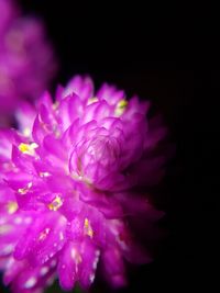 Close-up of purple flower blooming against black background