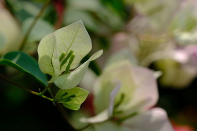 Close-up of green leaves on plant