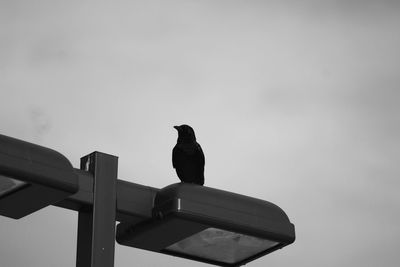 Low angle view of bird against clear sky