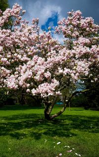 Pink cherry blossom tree in park