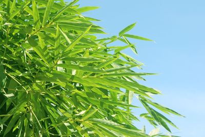 Close-up of plant leaves against sky