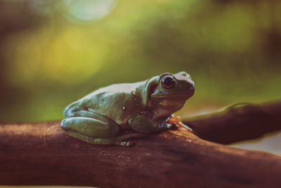 Close-up of frog on hand