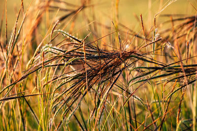 Close-up of stalks in field