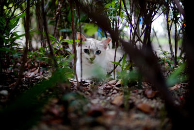 Portrait of a cat on land