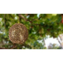 Close-up of fruit growing on tree