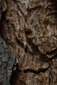 Close-up of tree trunk